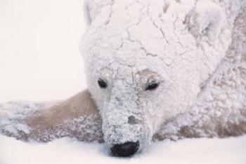 Polar Bear on Hudson Bay, Churchill, Manitoba | Obraz na stenu