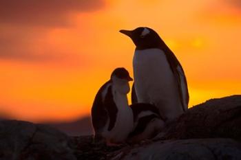 Gentoo Penguins Silhouetted at Sunset on Petermann Island, Antarctic Peninsula | Obraz na stenu