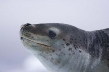 Visitors Get Close-up View of Leopard Seal on Iceberg in Cierva Cove, Antarctic Peninsula | Obraz na stenu