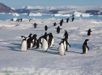 Adelie Penguins, Devil Island, Antartica | Obraz na stenu