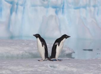 Two Adelie Penguins, Antartica | Obraz na stenu