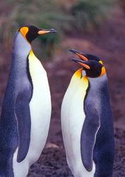 King Penguins, South Georgia Island, Antarctica | Obraz na stenu