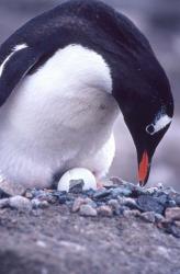Gentoo Penguin on Nest, Antarctica | Obraz na stenu