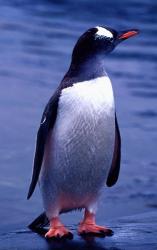 Gentoo Penguin, Antarctica | Obraz na stenu