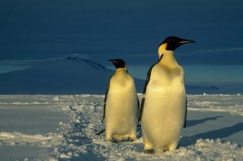 Emperor Penguins, Mt. Melbourne, Antarctica | Obraz na stenu
