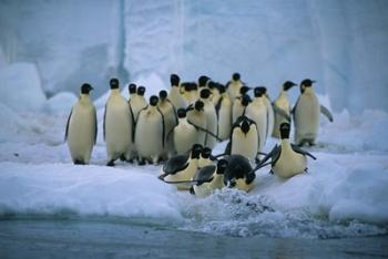 Emperor Penguins, Cape Roget, Ross Sea, Antarctica | Obraz na stenu