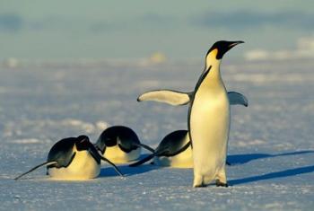 Emperor Penguins, Antarctica, Atka Bay, Weddell Sea | Obraz na stenu