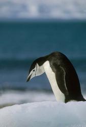 Chinstrap Penguin, Antarctica. | Obraz na stenu