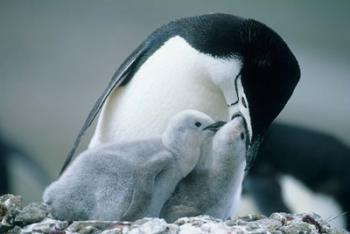 Chinstrap Penguins, Deception Island, Antarctica | Obraz na stenu