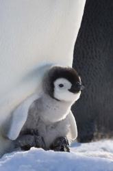 Baby Emperor Penguin, Snow Hill Island, Antarctica | Obraz na stenu