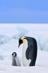 Parent and chick Emperor Penguin, Snow Hill Island, Antarctica | Obraz na stenu