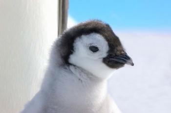 Chick Emperor Penguin, Antarctica | Obraz na stenu