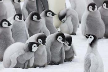 Emperor Penguins on ice, Snow Hill Island, Antarctica | Obraz na stenu