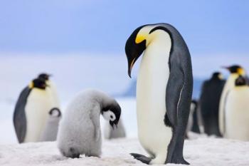 Emperor Penguins, Antarctica | Obraz na stenu