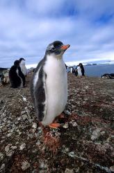 Gentoo penguin chick, Antarctica | Obraz na stenu