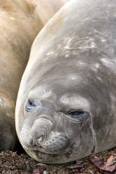 Southern Elephant Seals, Antarctica | Obraz na stenu