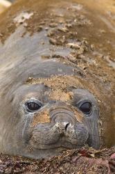 Antarctica, Aitcho Island, Southern elephant seals | Obraz na stenu