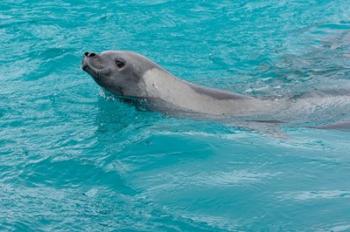 Antarctica, Pl?neau Island, Crabeater seal | Obraz na stenu