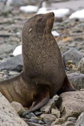 Antarctica, Cuverville Island, Antarctic fur seal | Obraz na stenu