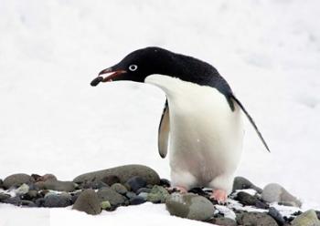 An Adelie Penguin (Pygoscelis Adeliae) at Paulet Island, Antarctica | Obraz na stenu