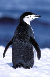 Chinstrap Penguin, Weddell Sea, Antarctic Peninsula, Antarctica | Obraz na stenu