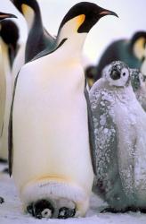 Emperor Penguins, Antarctic Peninsula, Antarctica | Obraz na stenu