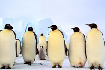 Emperor Penguins, Atka Bay, Weddell Sea, Antarctica | Obraz na stenu