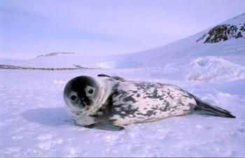 Weddell Seal, Kloa 'EP' Rookery, Australian Antarctic Territory, Antarctica | Obraz na stenu