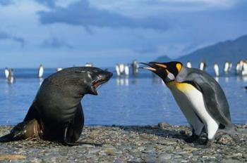 South Georgia, St Andrews Bay, King Penguins, Fur Seal | Obraz na stenu