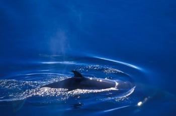 Antarctic Minke Whale, Boothe Island, Lemaire Channel, Antarctica | Obraz na stenu