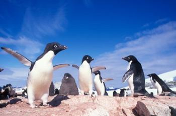 Adelie Penguin Rookery, Petermann Island, Lemaire Channel, Antarctica | Obraz na stenu