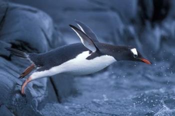 Adelie Penguins Waving Flippers, Petermann Island, Antarctica | Obraz na stenu