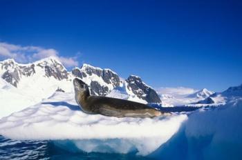 Antarctica, Boothe Island, Leopard Seal, iceberg | Obraz na stenu