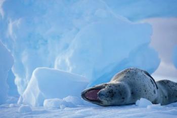 Antarctica, Boothe Isl, Lemaire Channel, Leopard Seal | Obraz na stenu