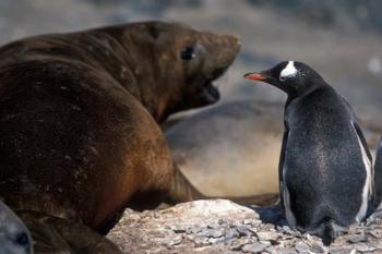 Antarctica, Livingston Island, Gentoo penguin | Obraz na stenu