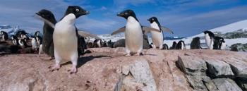 Adelie Penguins With Young Chicks, Lemaire Channel, Petermann Island, Antarctica | Obraz na stenu