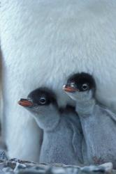 Gentoo Penguin Chicks, Port Lockroy, Wiencke Island, Antarctica | Obraz na stenu