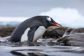 Antarctica, Cuverville Island, Gentoo Penguin climbing from water. | Obraz na stenu
