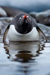 Antarctica, Cuverville Island, Gentoo Penguin in a shallow lagoon. | Obraz na stenu