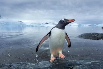 Antarctica, Cuverville Island, Gentoo Penguin leaping onto shore. | Obraz na stenu