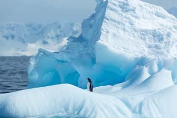 Antarctica, Gentoo Penguin standing on iceberg near Enterprise Island. | Obraz na stenu