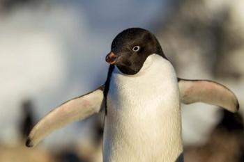 Adelie Penguin portrait, Antarctica | Obraz na stenu