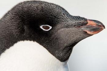 Antarctica, Petermann Island, Adelie Penguin portrait. | Obraz na stenu