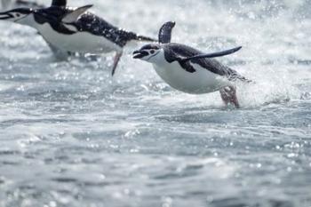 Antarctica, South Shetland Islands, Chinstrap Penguins swimming. | Obraz na stenu