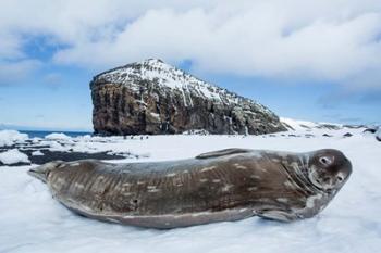 Weddell Seal resting on Deception Island, Antarctica | Obraz na stenu