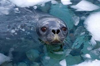 Weddell seal in the water, Western Antarctic Peninsula | Obraz na stenu