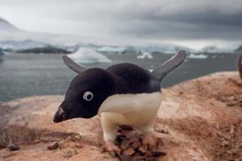 Adelie penguin, Western Antarctic Peninsula | Obraz na stenu