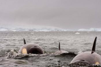 Killer whales pod, western Antarctic Peninsula | Obraz na stenu