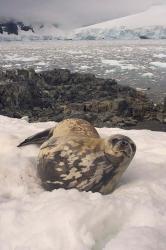 Weddell seal resting, western Antarctic Peninsula | Obraz na stenu