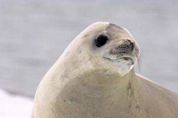 Close up of Crabeater seal, Antarctica | Obraz na stenu